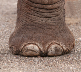Elephant Foot Showing Toe Nails -  Loxodonta africana