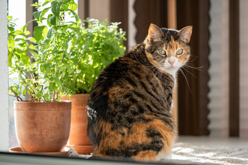 Fluffy cat looking at camera sitting on sunny warm terrace with green herbal plants in clay pots. Cute pet enjoy good day on apartment balcony. Love domestic animals and houseplants. Cozy home. - obrazy, fototapety, plakaty
