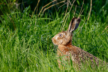 hare in the grass