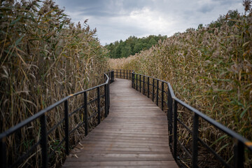 Fototapeta na wymiar Eco-trail made of planks among tall ears of corn. Equipped specially protected walking educational route over surface of coastal part of sea, bay, swamp in nature reserve in autumn season.