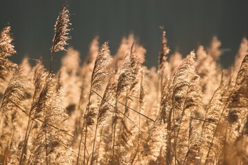 Glittering dry reed in the autumnal sunlight. - obrazy, fototapety, plakaty