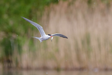 tern