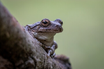 Bird-voiced Tree Frog