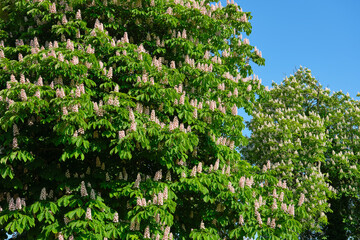 Fototapeta na wymiar Large blossoming chestnut trees with pink flowers in spring against a blue sky