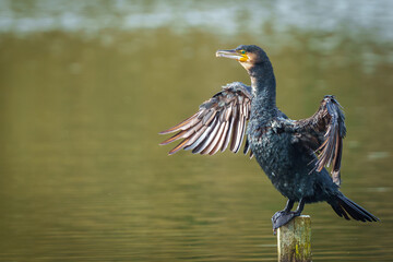 cormorant spreading wings