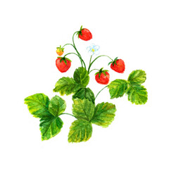 Watercolor illustration of blooming strawberry. Large red forest berries