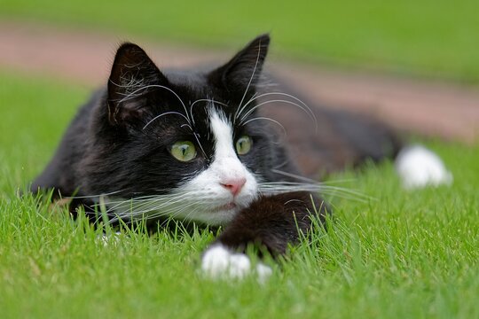 Close-up of a black and white tuxedo cat lying in the grass watching birds