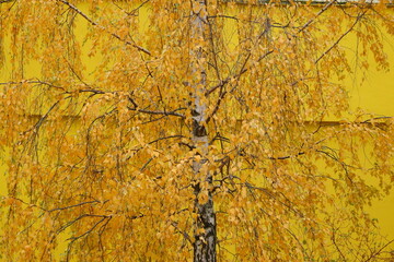 Bright yellow birch leaves against the background of a yellow building. Unusual yellow color on a yellow background. Autumn, yellow birch leaves.