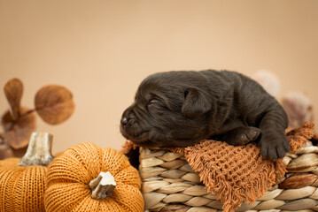 Close up warm studio photo of newborn puppy of chocolate labrador retriever dog laying in basket...