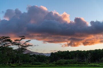 Fototapeta premium Evening landscape with colorful clouds, Albizia tree Falcataria Moluccana, Batai wood in silhouette in front of a lower forest and mountains in Kauai, Hawaii, United States. 