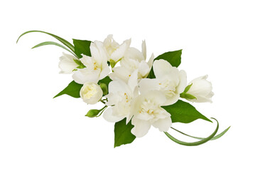 Floral arrangement with Jasmine (Philadelphus) flowers  isolated on white or transparent background
