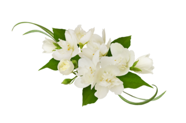 Floral arrangement with Jasmine (Philadelphus) flowers  isolated on white or transparent background