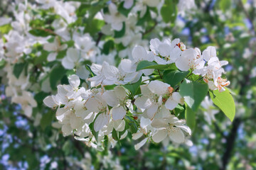 Apple tree blossom spring background of blooming flowers beautiful nature with blossoming tree spring flowers.