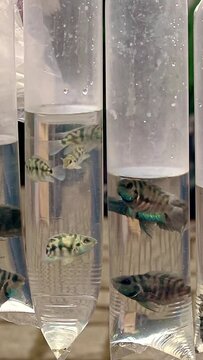 Rocio Octofasciataci or Jack Dempsey Cichlid fry fishes sold in plastic bag containers for aquarium fish pet