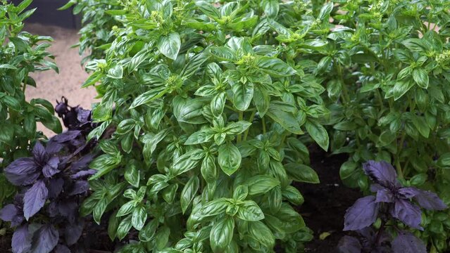 The bush basil plant's bright green foliage view. Basil is the most loved and popular herb in Italy. It originated in India and was brought to the Mediterranean via the spice routes in ancient times.