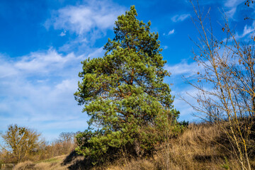 Pine, spruce. Autumn forest. Sunny day.