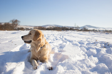 dog of the golden retriever breed lies on the first snow