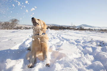 golden retriever dog plays with the first snow