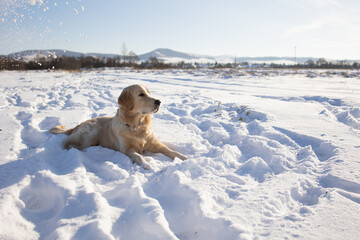 dog of the golden retriever breed lies on the first snow