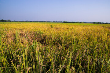Agriculture Landscape view of the grain  rice field with blue sky in Bangladesh