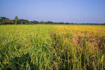 Agriculture Landscape view of the grain  rice field with blue sky in Bangladesh