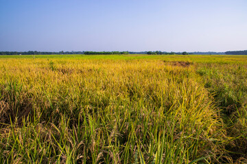 Obraz premium Agriculture Landscape view of the grain rice field with blue sky in Bangladesh