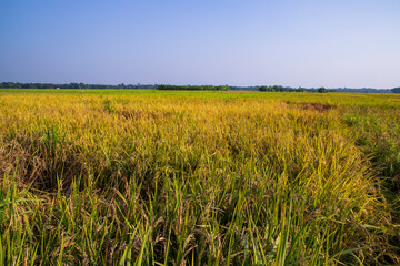 Agriculture Landscape view of the grain  rice field with blue sky in Bangladesh