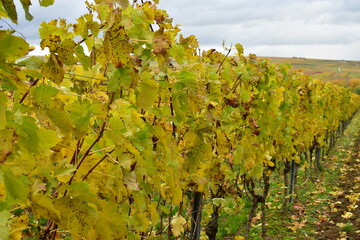 Vineyards in the Palatinate Forest in fall autumn colorfull