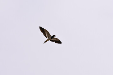 A point of view on flying red-wattled lapwing in plain sky