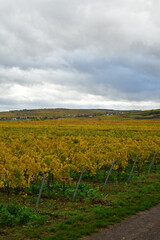Fototapeta na wymiar Vineyards in the Palatinate Forest in fall autumn colorfull