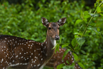 A closeup of baby visayan spotted deer or axis deer staring at camera