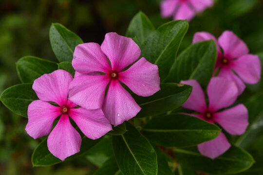 A beautiful catharanthus rose, pink periwinkle, madagascar periwinkle flowers