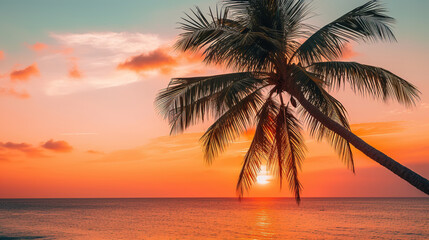 Palm tree during the sunset, wallpaper