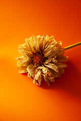 a large dried flower on a bright orange background
