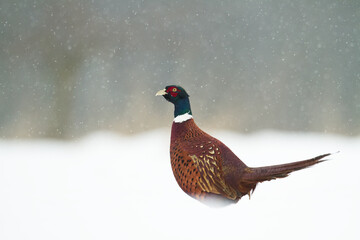 Bird - Common pheasant Phasianus colchius Ring-necked pheasant in natural habitat wildlife Poland Europe