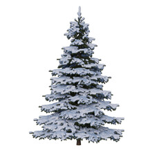 Fir tree for christmas day, transparent image