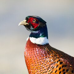 Bird - Common pheasant Phasianus colchius Ring-necked pheasant in natural habitat wildlife Poland Europe