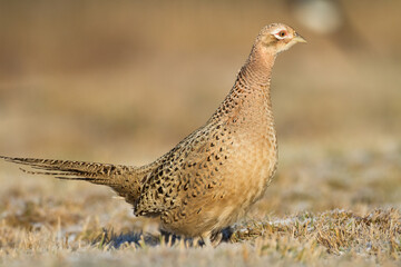 Bird - Common pheasant Phasianus colchius Ring-necked pheasant in natural habitat wildlife Poland Europe