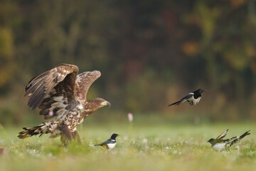 Obraz premium Birds of prey - Majestic predator White-tailed eagle, Haliaeetus albicilla in Poland wild nature