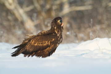 Birds of prey - Majestic predator White-tailed eagle, Haliaeetus albicilla in Poland wild nature