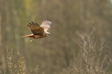 Flying Birds of prey Marsh harrier Circus aeruginosus, hunting time Poland Europe
