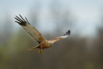 Flying Birds of prey Marsh harrier Circus aeruginosus, hunting time Poland Europe