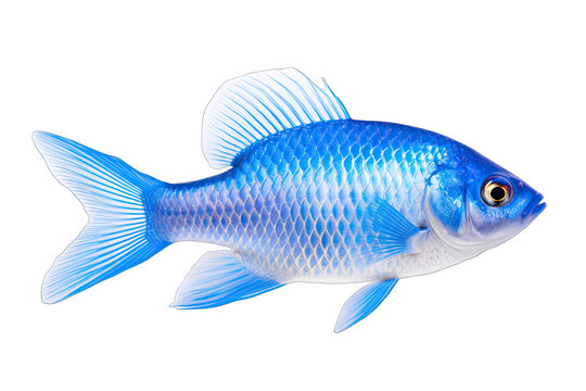 Beautiful real blue fish on transparent background