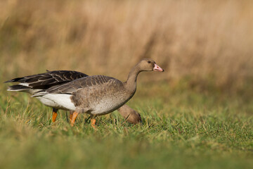 Bird goose - Anser fabalis Bean Goose migratory bird resting in Poland Europe, autumn