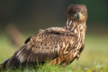 Birds of prey - Majestic predator White-tailed eagle, Haliaeetus albicilla in Poland wild nature