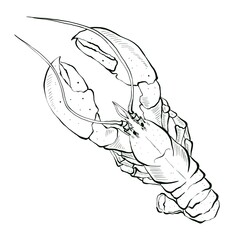 Silhouette lobster in sketch style. Hand drawn illustration, isolated on white background. Graphic element for logo or seafood restaurant menu