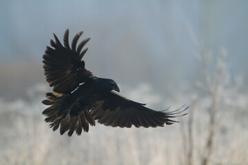 Bird beautiful raven Corvus corax North Poland Europe