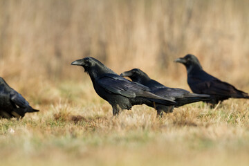 Bird beautiful raven Corvus corax North Poland Europe