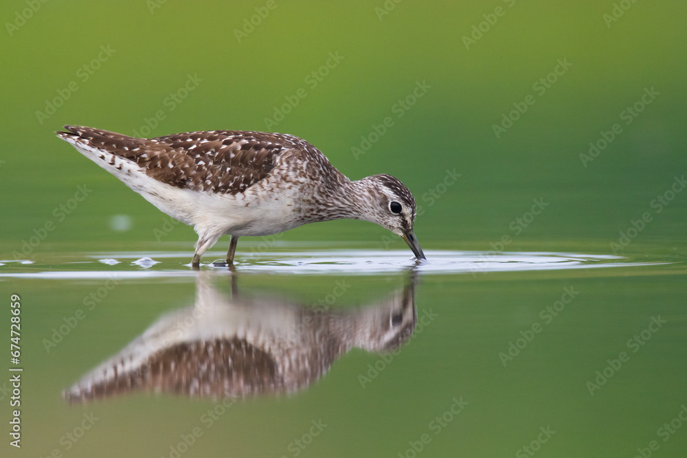 Wall mural shorebirds - wood sandpiper tringa glareola, wildlife poland europe