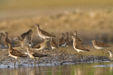 Shorebirds - Wood Sandpiper Tringa glareola, wildlife Poland Europe